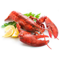 Lobster Photo for web Lobster Photo for web